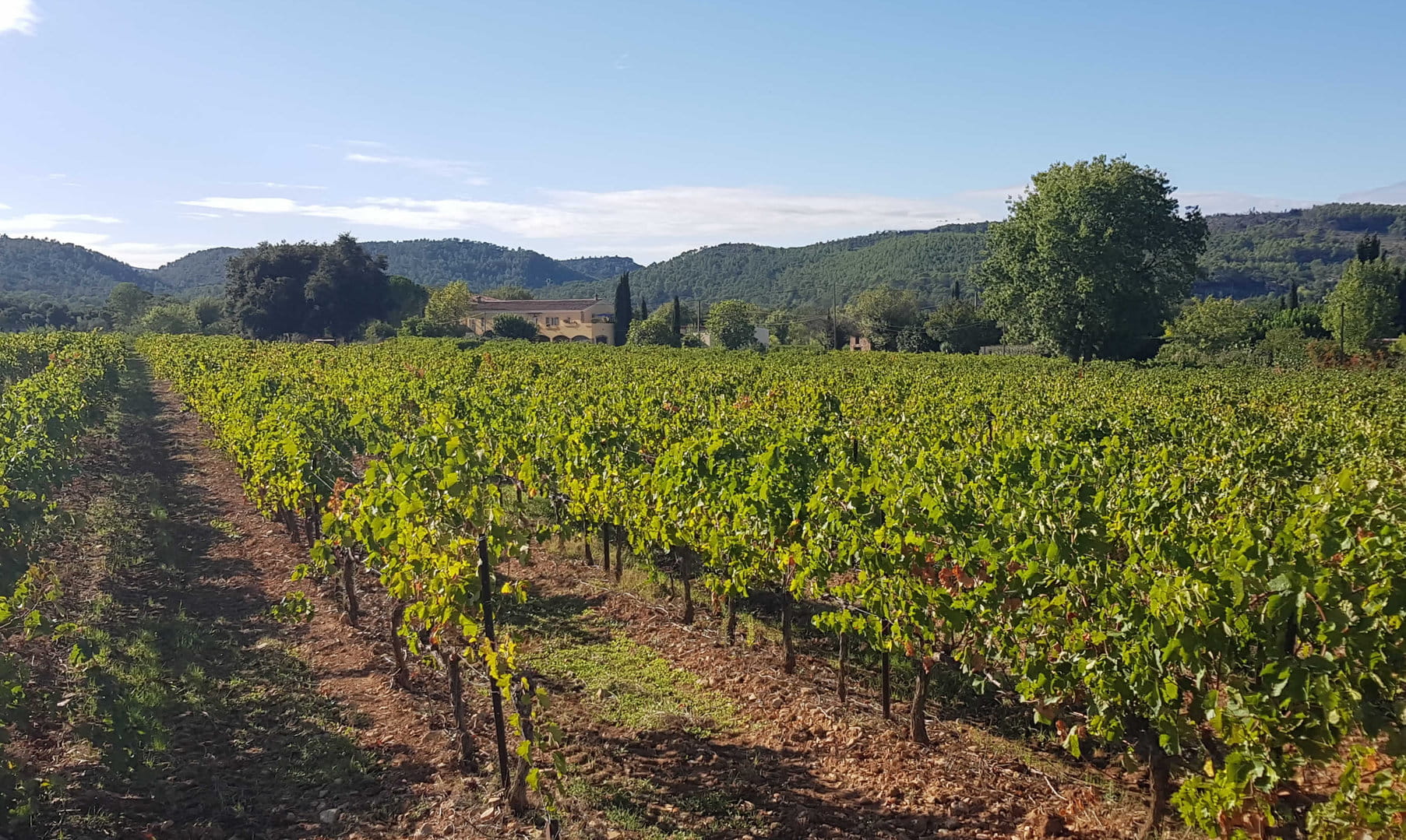Grand domaine viticole en Côtes de Provence